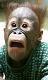 SuperMonkeyFace's Avatar