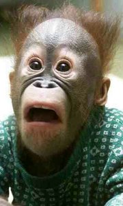SuperMonkeyFace's Avatar