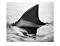 costashark's Avatar