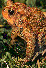 Toad13's Avatar