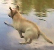 DrivingDog's Avatar