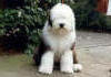 Sheepodog's Avatar