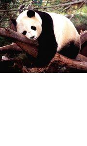 panda's Avatar